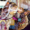 We Three Camels